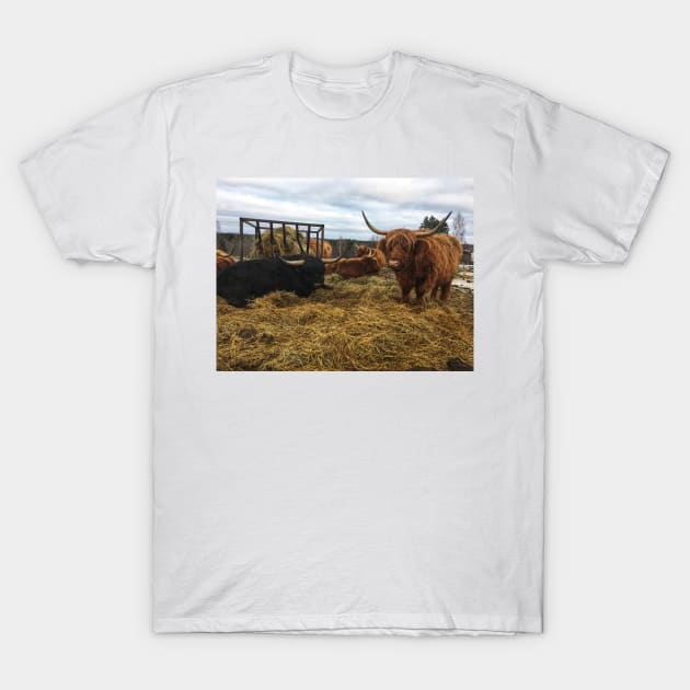 Scottish Highland Cattle Cows and Bull 2245 T-Shirt by SaarelaHighland